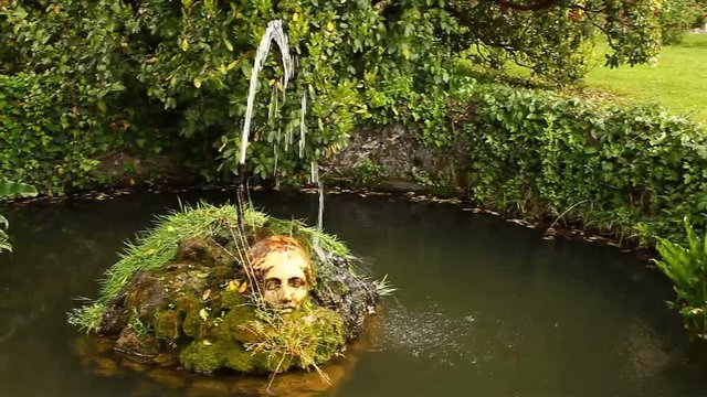 the acquatic white calla lily known as zantedeschia aethiopica callas /an acquatic white calla flourished in a pond  with side by side  a fountain that  zippers  