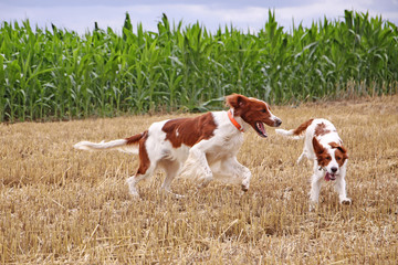 dogs playing on the field