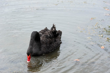 Black swan swimming