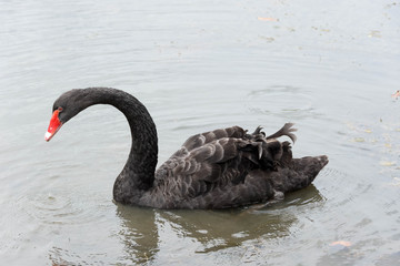 Naklejka premium Black swan swimming