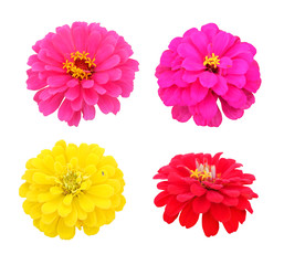 Flowers of zinnia isolated on white background with clipping path.