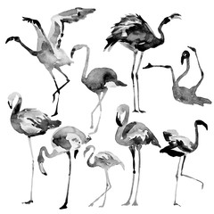 Beautiful watercolor flamingos, isolaned on a white. Big set.