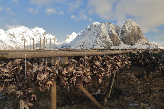 Cod heads drying in cold air. Litlklokktinden-Klokktinden-Austervasstinden-Molhogtinden-Lilandstinden-Festhaeltinden mounts-background. Sakrisoya-Reine-Lofoten-Norway. 0253