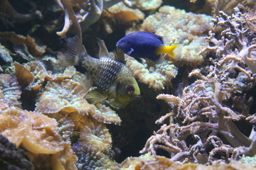 Poissons