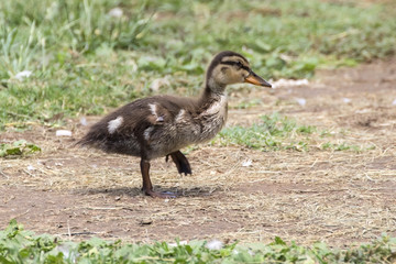 Bird duckling walking along lake shore
