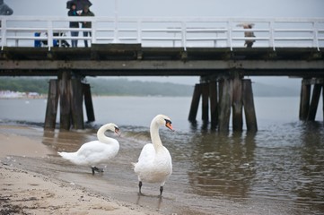 Swans