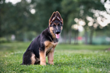 german shepherd puppy sitting on grass