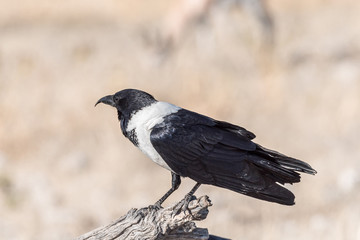 Pied crow, Corvus albus, on a dead tree branch