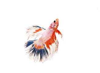 Siamese fighting fish swimming up isolated on the white background