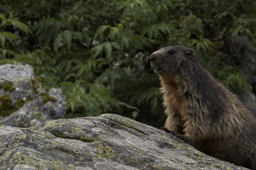 Wild marmot from Alps