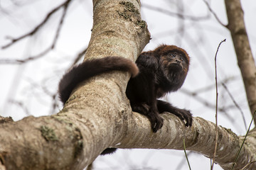 Bugio-ruivo (Alouatta guariba) | Howler monkey
