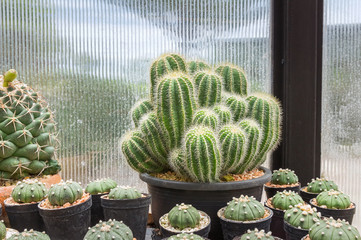 The cactus is in a pot planted in a nursery.