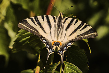 colourfull Butterfly