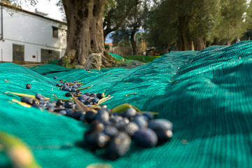 Harvested olives in the net