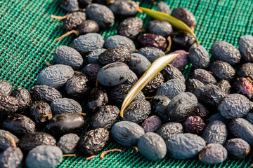 Harvested olives in the net