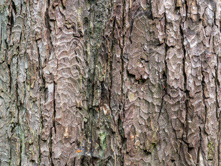     Rustikale Holztextur, Baumrinde