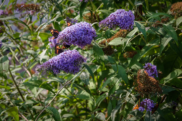 Colorful summer background