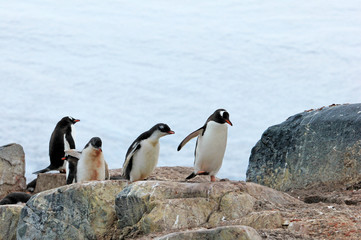 Naklejka premium Gentoo penguins, Pygoscelis Papua, Antarctic Peninsula Antarctica