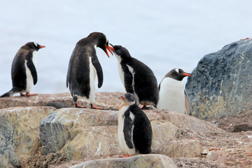 Obraz premium Gentoo penguins, Pygoscelis Papua, Antarctic Peninsula Antarctica