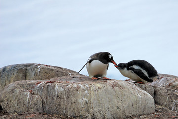 Gentoo penguins, Pygoscelis Papua, Antarctic Peninsula Antarctica