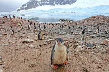 Poster Gentoo penguins, Pygoscelis Papua, Antarctic Peninsula Antarctica © reisegraf