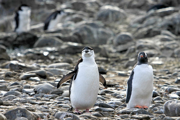 A Chinstrap Penguin on the left and a Gentoo Penguin on the right, Antarctic Peninsula, Antarctica