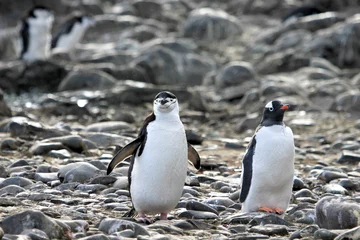Poster A Chinstrap Penguin on the left and a Gentoo Penguin on the right, Antarctic Peninsula, Antarctica © reisegraf
