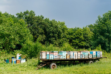 The beekeeper removes honeycombs from the hive, filled with fresh honey against the background of houses for bees. Beekeeping.