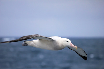 Flying Wandering Albatross, Snowy Albatross, White-Winged Albatross or Goonie, diomedea exulans, Antarctic ocean, Antarctica