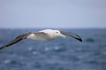 Fototapeta na wymiar Flying Wandering Albatross, Snowy Albatross, White-Winged Albatross or Goonie, diomedea exulans, Antarctic ocean, Antarctica