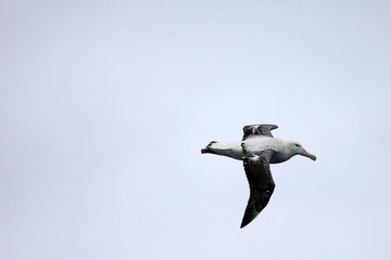 Flying Wandering Albatross, Snowy Albatross, White-Winged Albatross or Goonie, diomedea exulans, Antarctic ocean, Antarctica