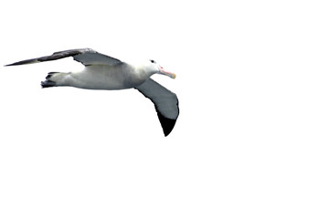Flying Wandering Albatross, Snowy Albatross, White-Winged Albatross or Goonie, diomedea exulans, Antarctic ocean, Antarctica