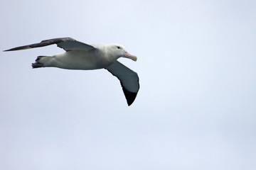 Flying Wandering Albatross, Snowy Albatross, White-Winged Albatross or Goonie, diomedea exulans, Antarctic ocean, Antarctica