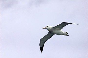 Flying Wandering Albatross, Snowy Albatross, White-Winged Albatross or Goonie, diomedea exulans, Antarctic ocean, Antarctica