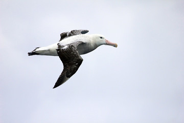 Flying Wandering Albatross, Snowy Albatross, White-Winged Albatross or Goonie, diomedea exulans, Antarctic ocean, Antarctica