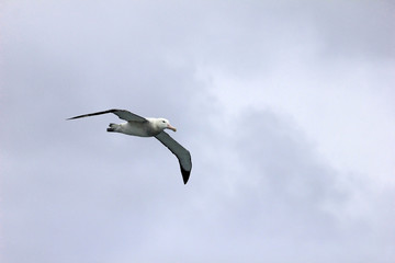 Flying Wandering Albatross, Snowy Albatross, White-Winged Albatross or Goonie, diomedea exulans, Antarctic ocean, Antarctica