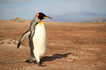 King penguin, aptenodytes patagonicus, Saunders Falkland Islands Malvinas