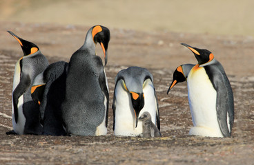 Obraz premium King penguins with chick, aptenodytes patagonicus, Saunders Falkland Islands Malvinas
