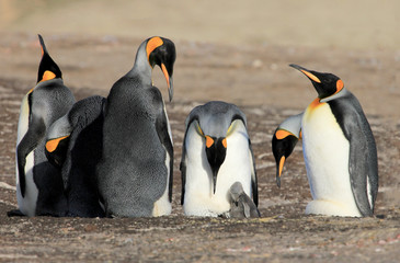 Fototapeta premium King penguins with chick, aptenodytes patagonicus, Saunders Falkland Islands Malvinas