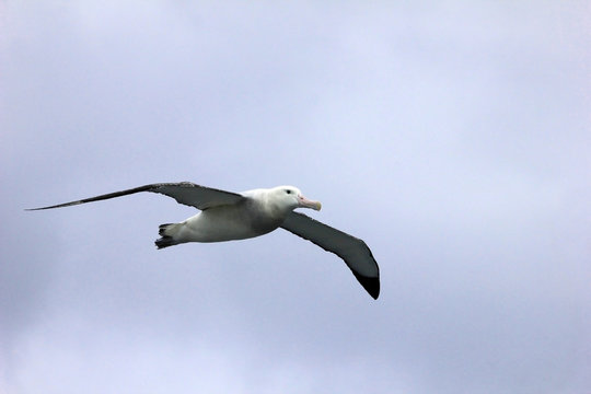 Flying Wandering Albatross, Snowy Albatross, White-Winged Albatross or Goonie, diomedea exulans, Antarctic ocean, Antarctica