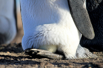 Fototapeta premium King penguin with an egg between the feet, aptenodytes patagonicus, Saunders Falkland Islands Malvinas