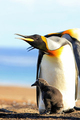 King penguins with chick, aptenodytes patagonicus, Saunders Falkland Islands Malvinas