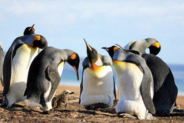 King penguins with chick, aptenodytes patagonicus, Saunders Falkland Islands Malvinas