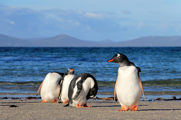 Fototapeta premium Gentoo penguins, Pygoscelis Papua, Saunders Falkland Islands Malvinas