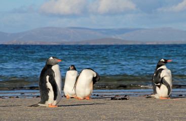 Fototapeta premium Gentoo penguins, Pygoscelis Papua, Saunders Falkland Islands Malvinas