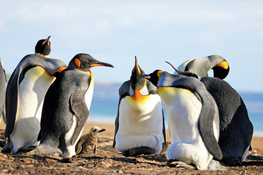 King penguins with chick, aptenodytes patagonicus, Saunders Falkland Islands Malvinas