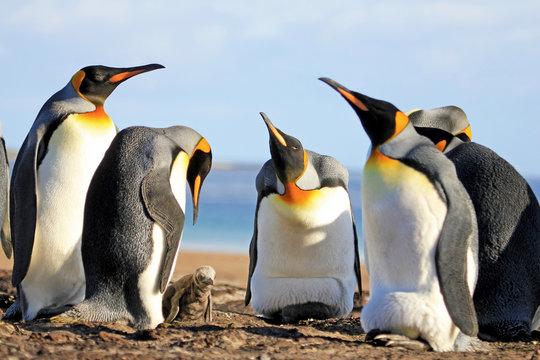 King penguins with chick, aptenodytes patagonicus, Saunders Falkland Islands Malvinas