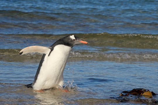 Gentoo penguin, Pygoscelis Papua, Saunders Falkland Islands Malvinas