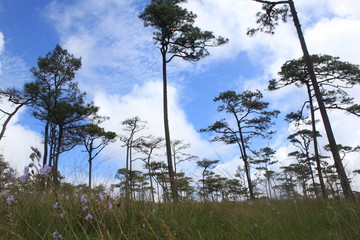 Obraz premium Phusoidao National park