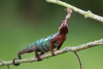 Chameleon Furcifer pardalis Ambolobe 2 years old, Madagascar endemic Panther chameleon in angry state, pure Ambilobe (Chamaeleoninae)